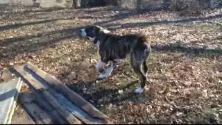 Alabaiusa com 1 Year Old Female