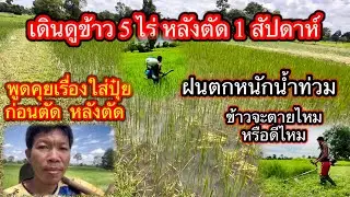 พาดูข้าว 5 ไร่ หลังตัดครบ 1 สัปดาห์ เจอฝนตกหนักน้ำท่วมตอข้าวส่งผลดีมากๆ พร้อมพูดคุยเรื่อการใส่ปุ๋ย