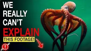 Why Deep Sea Creatures Get Creepier theDeeper You Go #OceanMystery #DeepSea #Documentary #MSWorld 