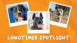 Longtimer Spotlight: Adoptable Dogs You&rsquo;ll Love + Must-Know July 4th Pet Safety Tips