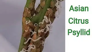 Asian Citrus Psyllids found on my orange tree.