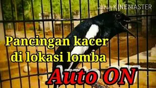 cara terapi  kacer cepat ON dilokasi gantangan