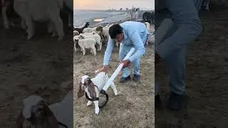 Rescue the goat from poisonous snakes 🐍 #savelifes #rescueanimals