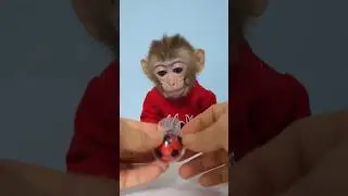 Monkeybaby 🍬#foryou #viral #trending #cute #games #candy #monkeybaby #monkey #gaming #freefire #fyp
