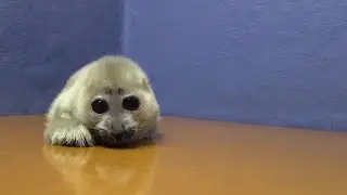《鳥羽水族館》【2月22日生まれ 】バイカルアザラシの赤ちゃん動画第二弾！