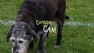 DoggoCam Dog POV - Molly's Adventure.  Dog walk