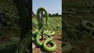 Farmers harvest long watermelons#smartfarming #organicfarming #gardeningtips #farming