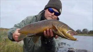 Kola Trailer