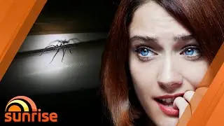Why huntsman spiders are actually good to have around | 7NEWS