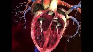 Human heart. 