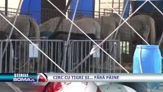 Circ cu tigri și&hellip;fără p&acirc;ine