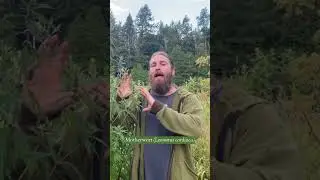 Understand Motherwort by Its Energetics, Not Just Effects