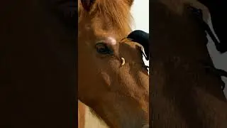 The starling&rsquo;s kindness helps the horse recover |Power of Nature #horse  #animals  #wildlife #birds