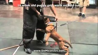 Puppy Bite Work Sit Means Sit Dog Training