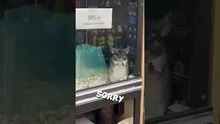 Она спасла самую грустную шиншиллу и изменила ее жизнь!