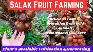 Salak|Salak fruit farming in Hindi|Snake fruit farming Hindi|साँप फल की खेतीसाँप फल की कृषि|
