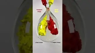 Permanent Orange Vs Lemon Yellow = ? #colormixing #balloonart #science #asmrart