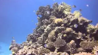 AMBA0387