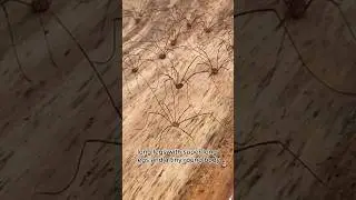 Not a Spider! 🕷️ The Truth About Daddy Longlegs (Harvestman)
