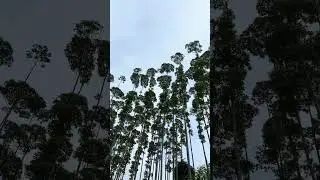 POV Morning View from APRIL's Riau #Plantations #shorts