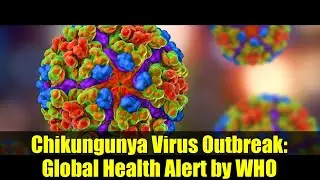 Chikungunya Virus Outbreak: Global Health Alert by WHO