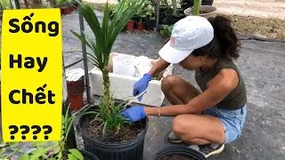 # 138: Cách Bảo Quản Cây Lá Dứa Vào Mùa Đông Khi Không Có Greenhouse/Trồng Lá Dứa Bằng Cách Cắt Thân