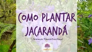 Como Plantar JACARANDÁ | Jacaranda Mimosaefolia/Brasiliana