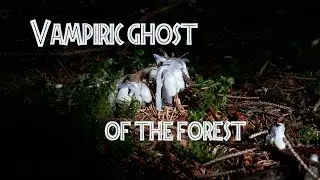 Ghost Pipe: Vampire Plant of the Forest #ghostpipe #parasite #botany