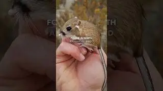 Meet Kangaroo Rats : Animals Live Without Hydration Habitat | Kangaroo Rat Facts #shorts