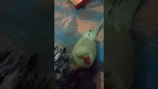 🥰🙏🙏❤️❤️🦜🦜