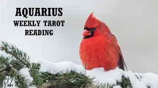 Aquarius Weekly Tarot Reading ~ STEPPING 