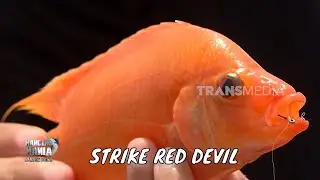 Battle Fishing Penghuni Rawa Pening  | MANCING MANIA STRIKE BACK (14/02/26) Part 2