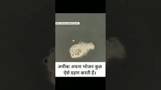 अमीबा अपना भोजन कुछ ऐसे ग्रहण करती है|@DearSir #shorts #amibaa #food #youtubevideo #virelvideo