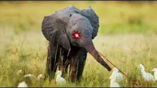 Another Flash Game But With Lazers | Elephant Quest #1