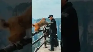 Angry monkey fight with Man #Monkey #Animals #Nature #shorts #youtubeshorts