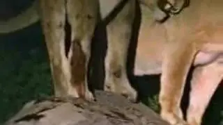 Lion vs Hyena - (Beastie Boys vs Prodigy)