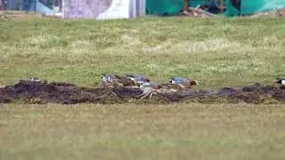 Vroege Vogels - Amerikaanse smient