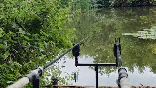 My quest for a 20lb carp #fishing #tacticalcarper #youtube #carp 