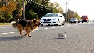 Dog saved a kitten from high speed cars