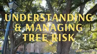 How Tree Risk Assessment Works(An Explanation of the Process)