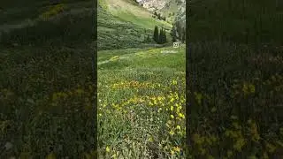 Wildflower season in Utah