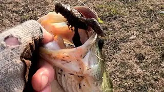 Bed-fishing tactics with #megabass sleepercraw