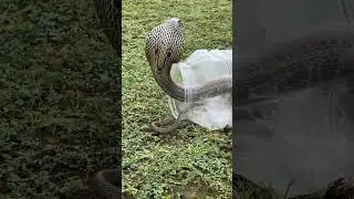 Spectacled cobra and baby