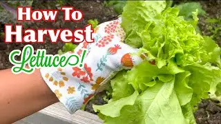 How To Harvest Iceberg Lettuce From The Garden To Keep Growing & Producing