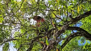 🥭🥭fuimos abuscar los primeros mangos de la temporada 