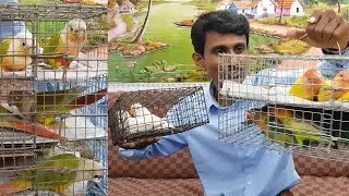 Love Birds Pineapple Conure For My Bird Breeding Farm / Budgies Or Lovebirds Breeding?