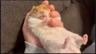 手のひらで歯ぎしりするしっぽの話Shippo Grinding His Teeth in My Hand