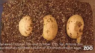 Komodo Dragon Hatching Timelapse