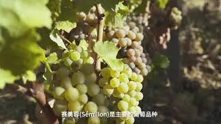 ORIGINS   Sauternes et Barsac