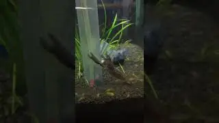 Udang sungai yang hampir pupus.#udang #pupus #prawn #instinct @muslibahari